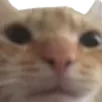 wuh Discord emoji