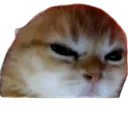 CatAngy Discord emoji