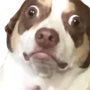 wtf Discord emoji