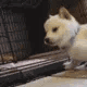fh_dogkiss animated GIF emoji - 𝒯𝐻𝐸 𝑀𝒪𝐵