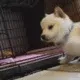 fh_dogkiss