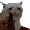 Cat_gun