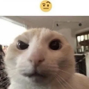 emojicat custom emote from offqtz