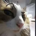 ayo
