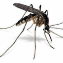 A realistic mosquito standing on a white background.