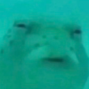 fish_booster_emoji Discord Emoji - [1.9+] Nextra TierList