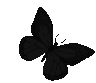 black_butterfly_2 animated emote | ՞. .՞𐦯 Verify/Sfw/ntx ⸝⸝ ΛƧƬЯYX  ™