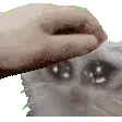 Emoji cat_pat