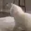 Emoji cat_twerk