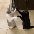 Emoji catchatduocheckpaws