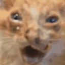 An orange cat with a distorted face and wide-open mouth screaming in panic.