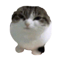cat_seal