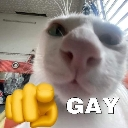 A close-up of a white cat with a yellow hand emoji pointing at the viewer and the word GAY written in white text.