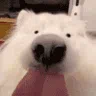 <a:Highspeed_licking_dog:1538244866650153032>