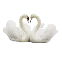 a_swans