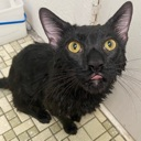 A wet black cat looking at the camera with a dazed expression and its tongue poking out.