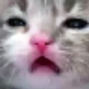 :catsadi: