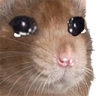 A brown rat with large, glossy, tear-filled eyes looking directly at the viewer.