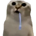 beacat