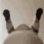 9_Gato_plap_plap