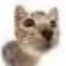 Sniff