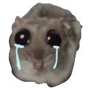 noo