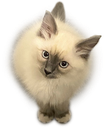 :cat: