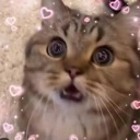 A brown cat with wide, shocked eyes surrounded by floating pink hearts.