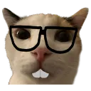 nerdcat