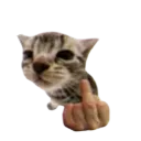 frogyou