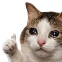 catcried