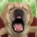 A golden retriever with its mouth wide open in a large yawn.