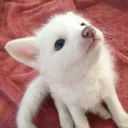 foxicute