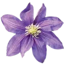 8_flower custom emote | house party