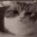 274_catplosion animated Discord emote from Rabbit Hole