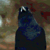3_lookingCrow