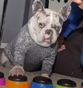 A gray and white French Bulldog with a skeptical expression pressing a communication button.