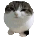 catFaceseal