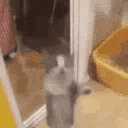 happy_cat animated GIF emoji | ✨ CinePaglus✨