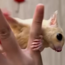 A tiny white and brown sugar glider perched on a human finger with its small claw extended in a middle finger gesture.
