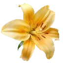04_lily