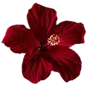 8red_flower