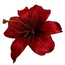8red_flower