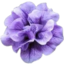 purple