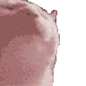 catvibing