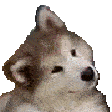 Husky_confused animated emote from /2k10/ (21+)