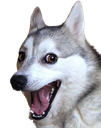 :badpun_dog_smile:
