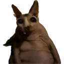 Sphynx cat with wide, unblinking eyes staring directly forward with a confused expression.
