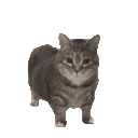 catdancing animated emote from so /disgustful