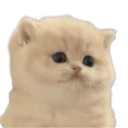 93342dumbfoundedkitten Discord sticker | so /disgustful